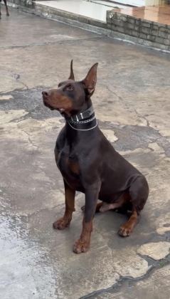 ASİL VE GÜÇLÜ DOBERMAN YAVRULAR SAHİPLERİNİ BEKLİYOR