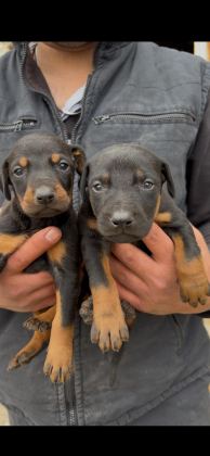 ASİL VE GÜÇLÜ DOBERMAN YAVRULAR SAHİPLERİNİ BEKLİYOR