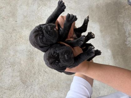 DEV KORUYUCU CANE CORSO YAVRULAR YENİ AİLELERİNİ BEKLİYOR