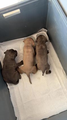 DEV KORUYUCU CANE CORSO YAVRULAR YENİ AİLELERİNİ BEKLİYOR