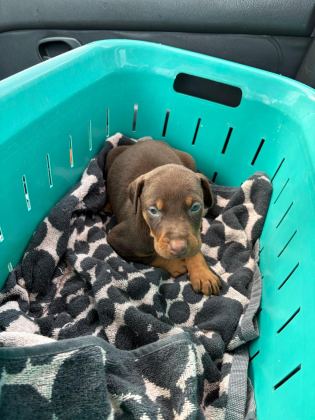 ASİL VE GÜÇLÜ DOBERMAN YAVRULAR SAHİPLERİNİ BEKLİYOR