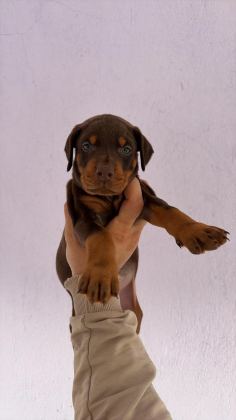 ASİL VE GÜÇLÜ DOBERMAN YAVRULAR SAHİPLERİNİ BEKLİYOR