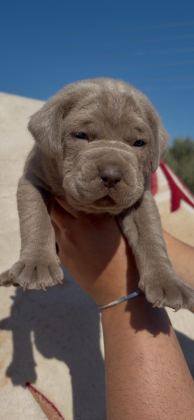 DEV KORUYUCU CANE CORSO YAVRULAR YENİ AİLELERİNİ BEKLİYOR