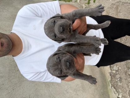 DEV KORUYUCU CANE CORSO YAVRULAR YENİ AİLELERİNİ BEKLİYOR