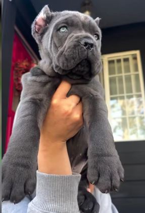 CAN DOSTUNUZ CANE CORSO KAPIDA ÖDEME MEVCUTTUR