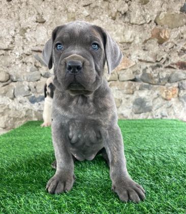 EVİNİZİN NEŞESİ CANE CORSO BEBİŞLER HER YERE KAPIDA ÖDE