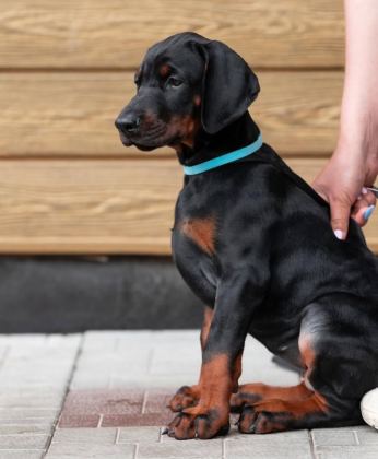 SON DERECE SAĞLIKLI VE KALİTELİ DOBERMAN BEBEKLER
