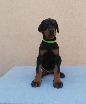SON DERECE SAĞLIKLI VE KALİTELİ DOBERMAN BEBEKLER