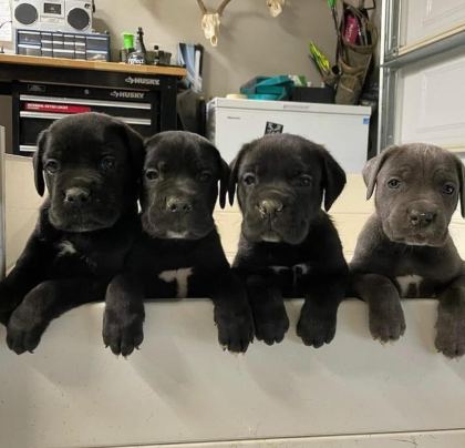 CAN DOSTUNUZ CANE CORSO KAPIDA ÖDEME MEVCUTTUR