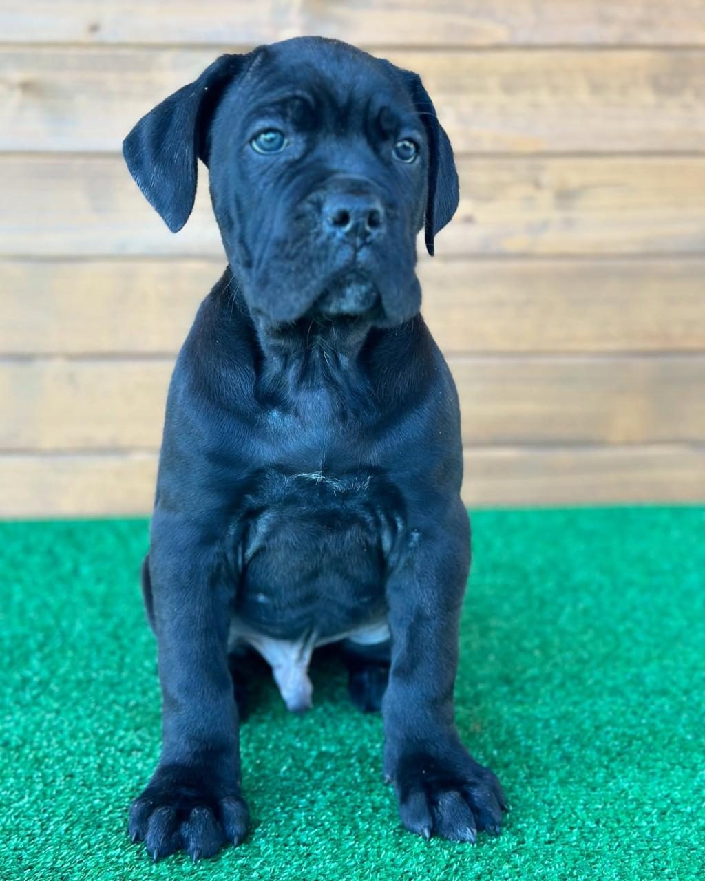 EVİNİZİN NEŞESİ CANE CORSO BEBİŞLER HER YERE KAPIDA ÖDE