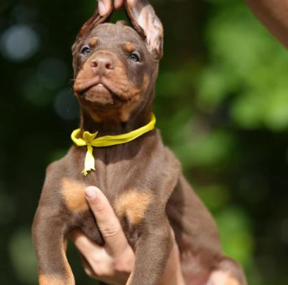 EVİNİZİN YENİ ÜYESİ DOBERMAN KAPIDA ÖDEME VARDIR
