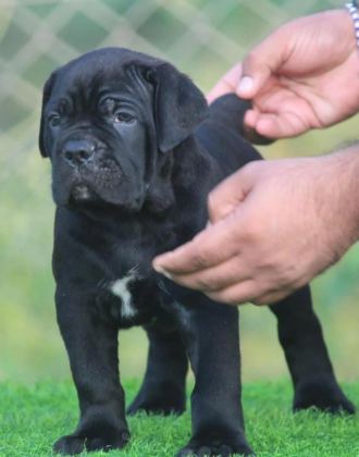 EVİNİZİN NEŞESİ CANE CORSO BEBİŞLER HER YERE KAPIDA ÖDE
