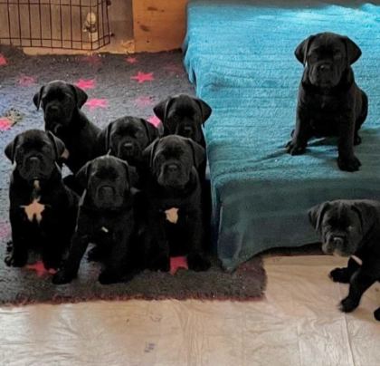 SON DERECE SAĞLIKLI VE KALİTELİ CANE CORSO BEBEKLER