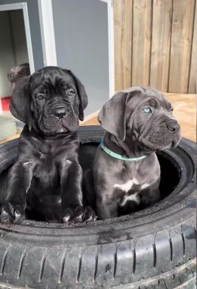 CAN DOSTUNUZ CANE CORSO KAPIDA ÖDEME MEVCUTTUR