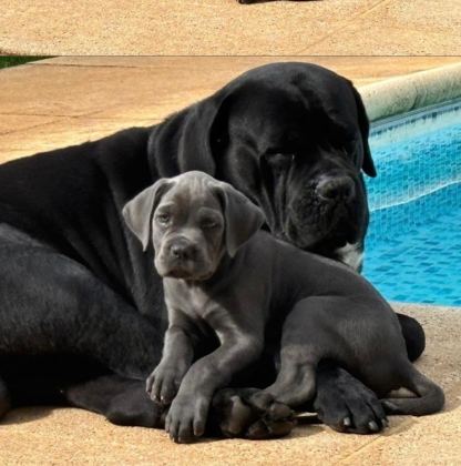 EVİNİZİN NEŞESİ CANE CORSO BEBİŞLER HER YERE KAPIDA ÖDE