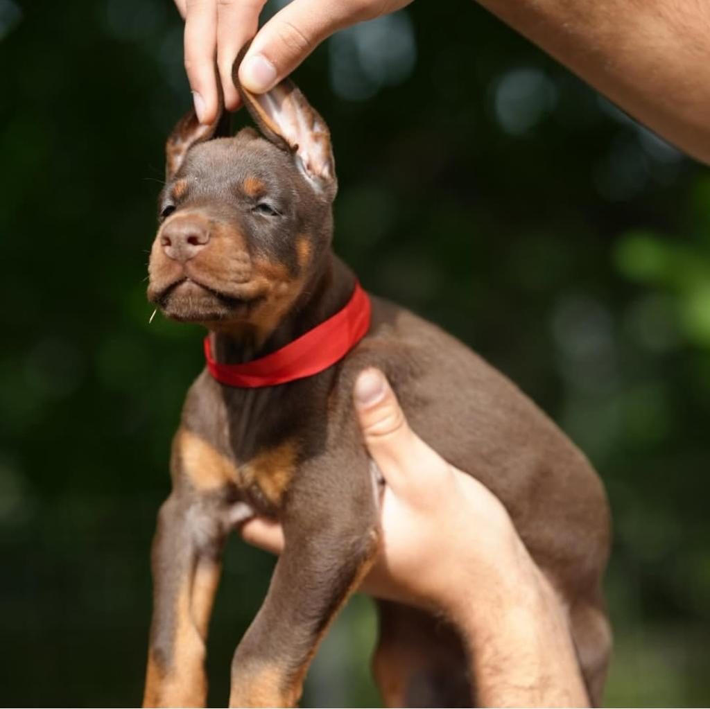 SON DERECE SAĞLIKLI VE KALİTELİ DOBERMAN BEBEKLER