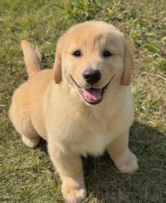 CAN DOSTUNUZ GOLDEN RETRİEVER KAPIDA ÖDEME MEVCUTTUR