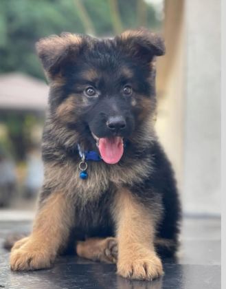 SON DERECE SAĞLIKLI VE KALİTELİ ALMAN KURDU BEBEKLER