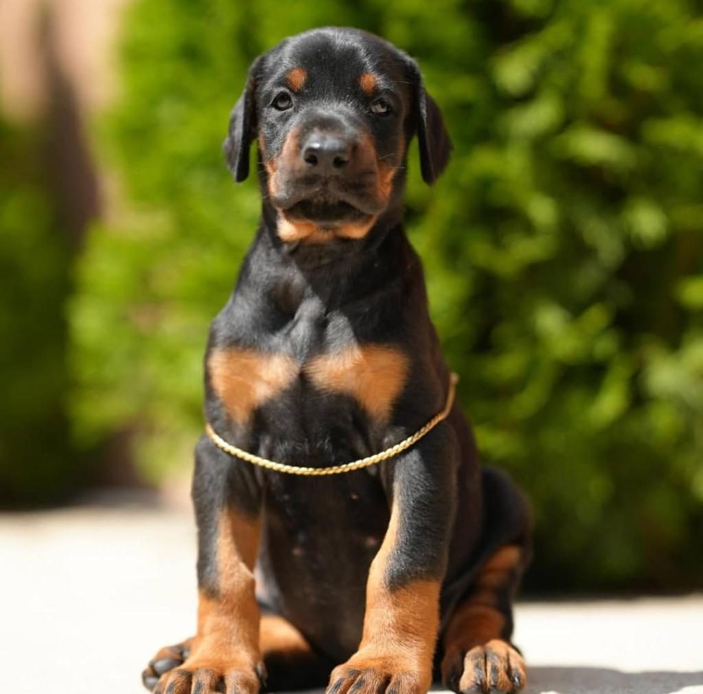 EVİNİZİN YENİ ÜYESİ DOBERMAN KAPIDA ÖDEME VARDIR