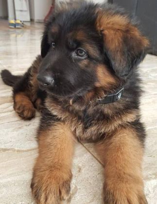 SON DERECE SAĞLIKLI VE KALİTELİ ALMAN KURDU BEBEKLER