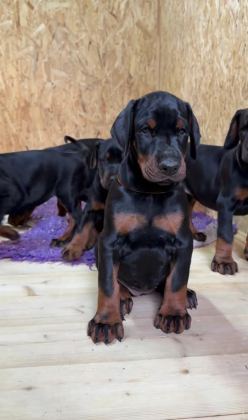 SON DERECE SAĞLIKLI VE KALİTELİ DOBERMAN BEBEKLER