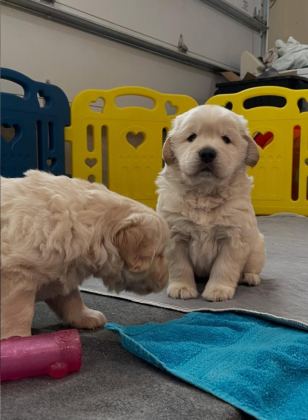CAN DOSTUNUZ GOLDEN RETRİEVER KAPIDA ÖDEME MEVCUTTUR