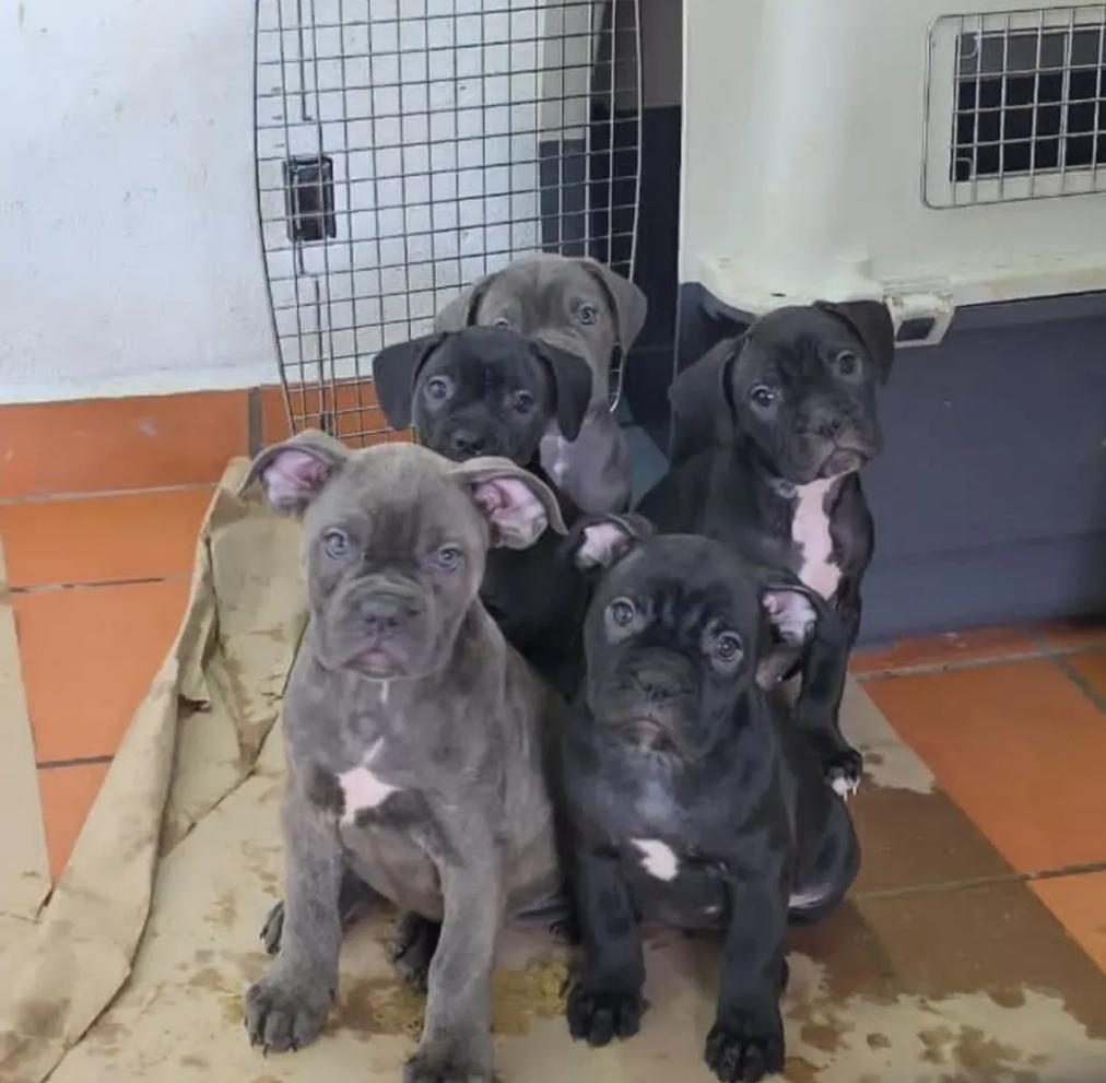 CANE CORSO YAVRULAR GÜVENİN VE KALİTENİN TEK ADRESİ