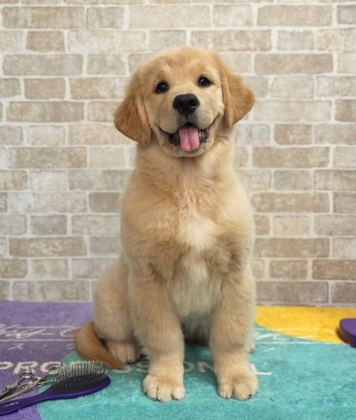 CAN DOSTUNUZ GOLDEN RETRİEVER KAPIDA ÖDEME MEVCUTTUR