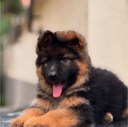 SON DERECE SAĞLIKLI VE KALİTELİ ALMAN KURDU BEBEKLER