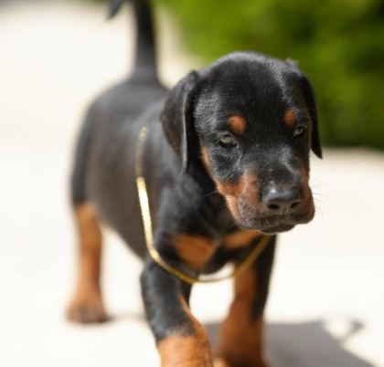 EVİNİZİN YENİ ÜYESİ DOBERMAN KAPIDA ÖDEME VARDIR