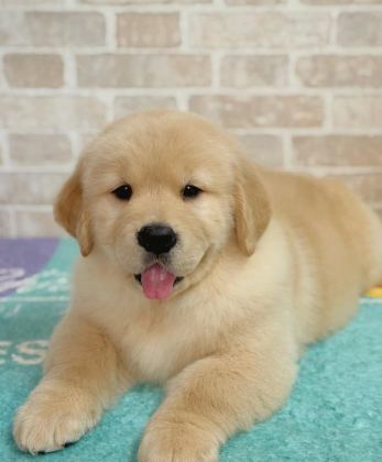 CAN DOSTUNUZ GOLDEN RETRİEVER KAPIDA ÖDEME MEVCUTTUR