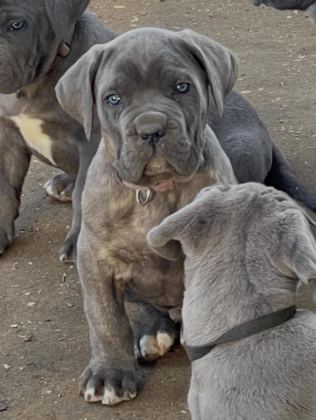 EVİNİZİN NEŞESİ CANE CORSO BEBİŞLER HER YERE KAPIDA ÖDE