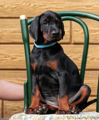 SON DERECE SAĞLIKLI VE KALİTELİ DOBERMAN BEBEKLER