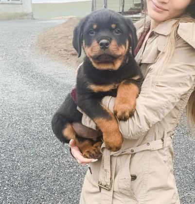 CAN DOSTUNUZ ROTTWEİLER KAPIDA ÖDEME MEVCUTTUR
