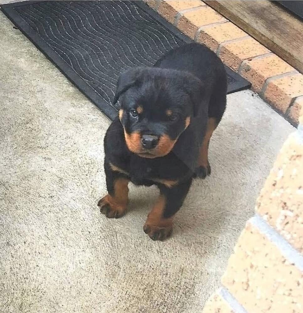 CAN DOSTUNUZ ROTTWEİLER KAPIDA ÖDEME MEVCUTTUR