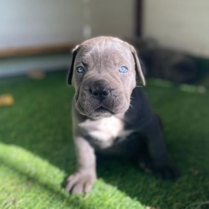 EVİNİZİN NEŞESİ CANE CORSO BEBİŞLER HER YERE KAPIDA ÖDE