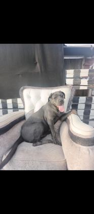 CANE CORSO BLUE 8 AYLIK ERKEK