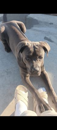 CANE CORSO BLUE 8 AYLIK ERKEK