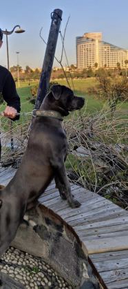 CANE CORSO BLUE 8 AYLIK ERKEK
