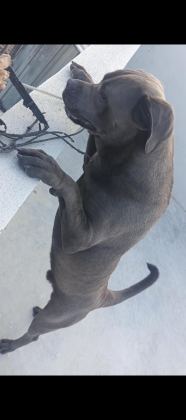 CANE CORSO BLUE 8 AYLIK ERKEK