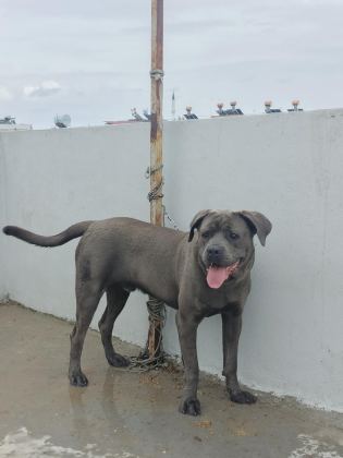CANE CORSO BLUE 8 AYLIK ERKEK