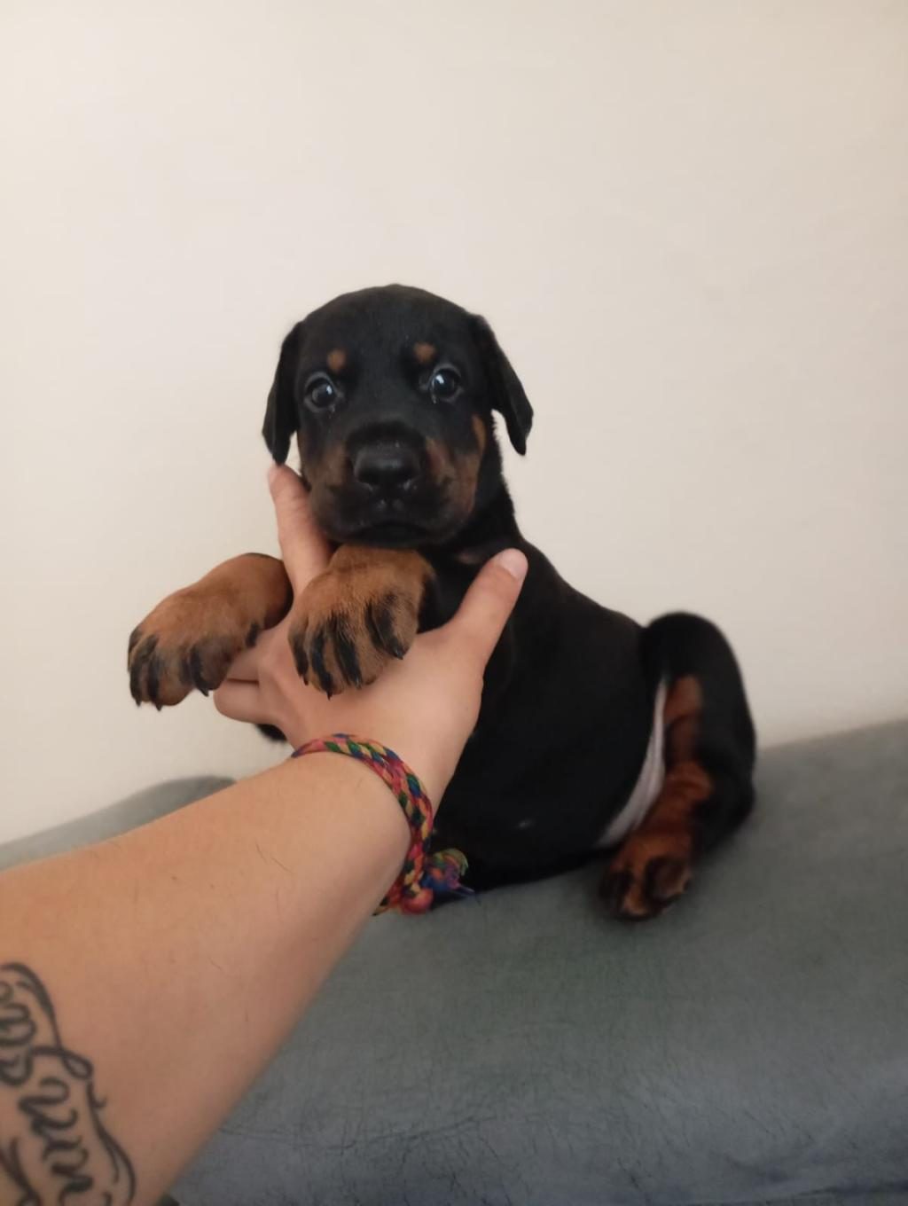 DOBERMAN BEBEKLER KAPINIZA KADAR TESLİM EDİYORUZ