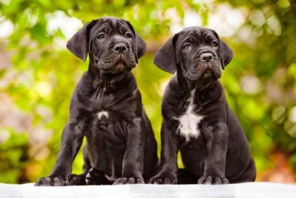 A SCRLİ ANNE BABADAN CANE CORSO YAVRULAR KAPIDA ÖDEME