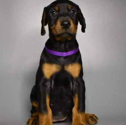 PROFESYONEL ÜRETİM ÇİFLİĞİNDEN DOBERMAN KAPIDA ÖDEME