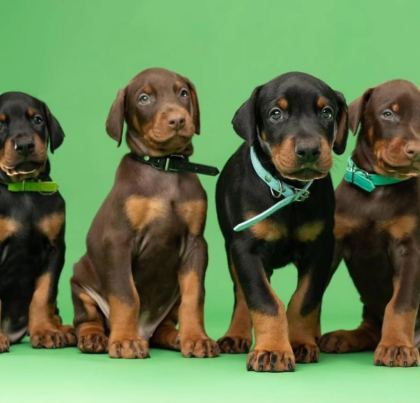DİŞİ ERKEK DOBERMAN KAPIDA ÖDEMELİ GÜVENLİ SİSTEM