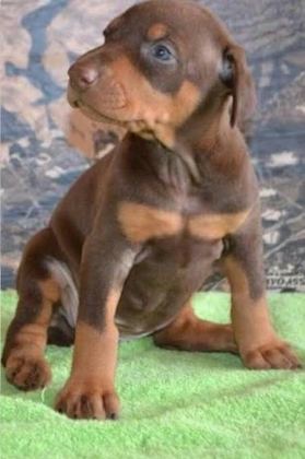 PARAM GÜVENDE İLE TÜM TÜRKİYEYE KAPIDA ÖDEMELİ DOBERMAN