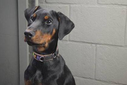 DOBERMAN BEBEKLER KAPINIZA KADAR TESLİM EDİYORUZ
