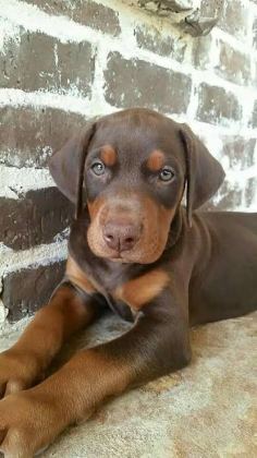 ESTETİKLİ ESTETİKSİZ SON KIZIL DOBERMAN YAVRULAR