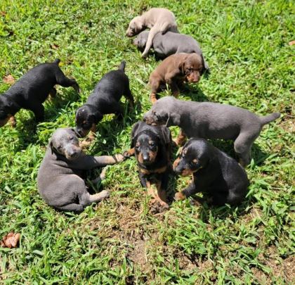 DİŞİ ERKEK DOBERMAN KAPIDA ÖDEMELİ GÜVENLİ SİSTEM