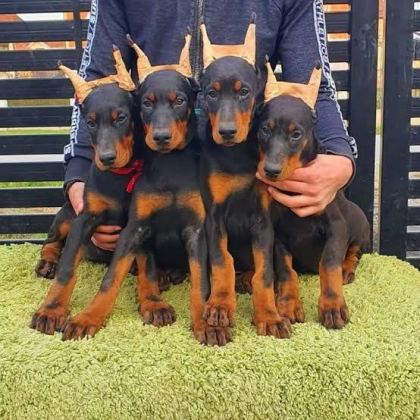 AFACAN DOBERMAN YAVRULAR KAPIDA ÖDEME MEVCUTTUR